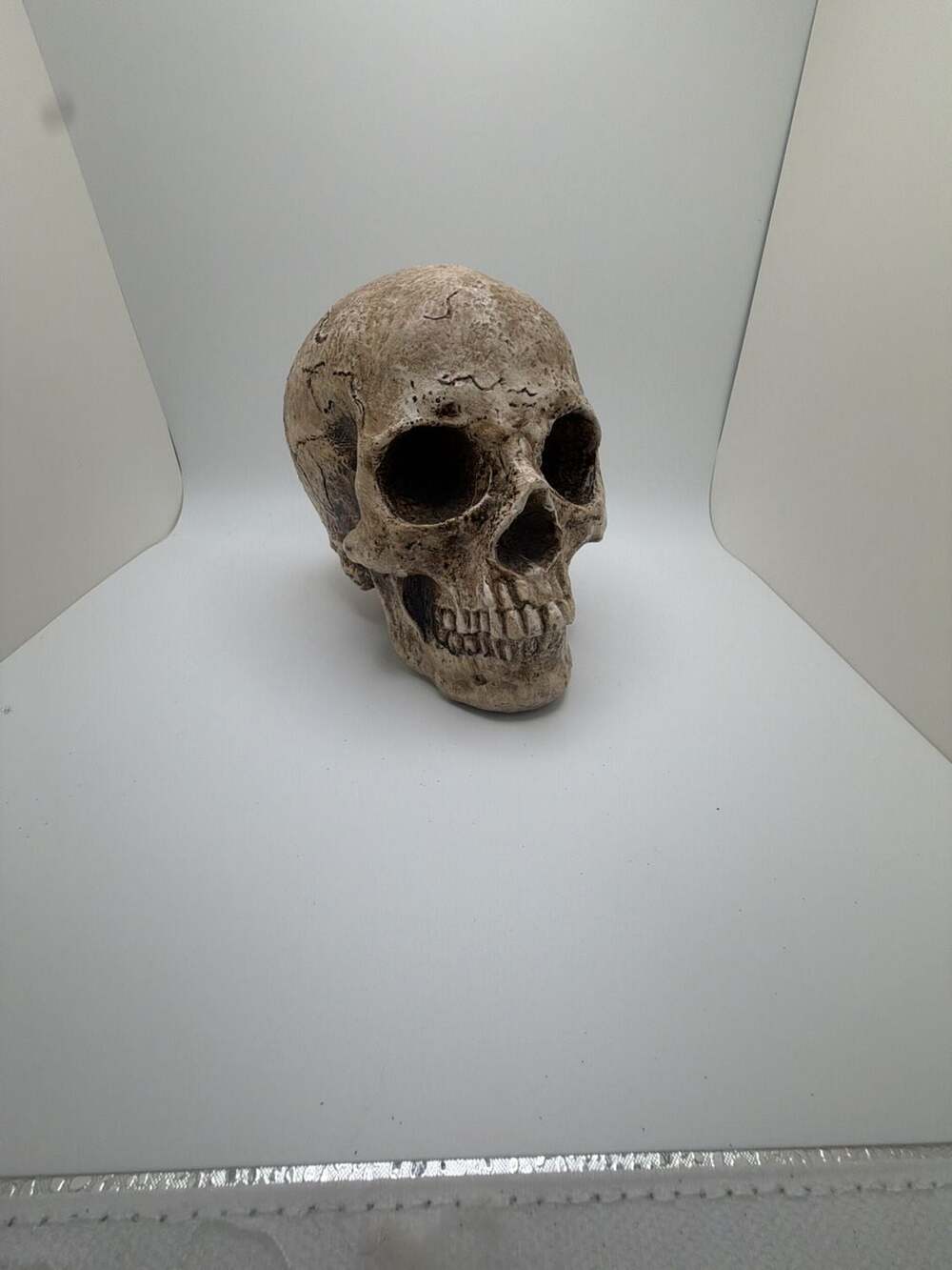 Realistic Human Skull Replica Halloween Decor Resin Indoor